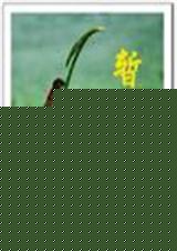 ƿ  ѩ